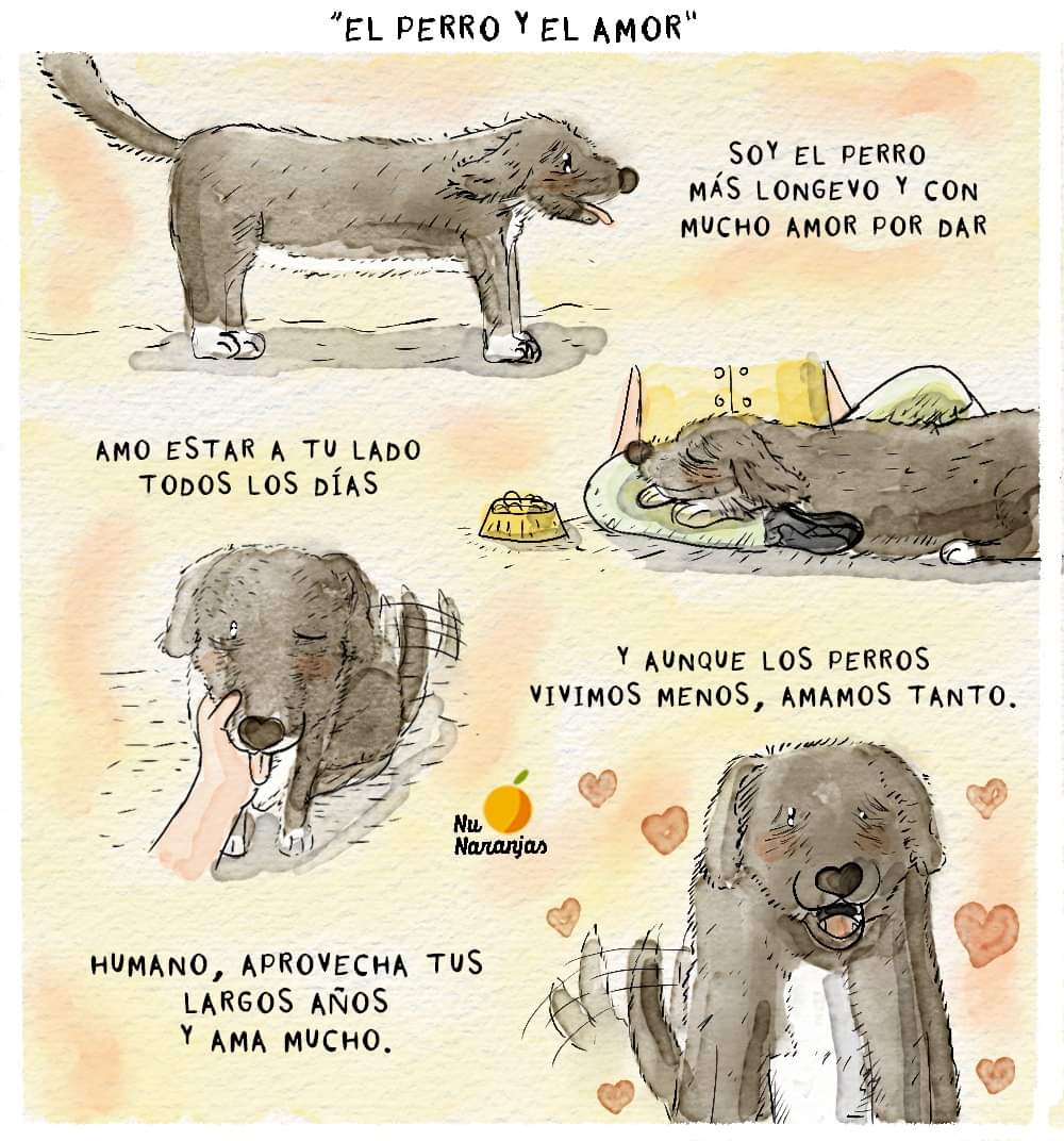 😍🐶 Este hermoso perrito nació el 11 de mayo de 1992
 Boby cumplió  31 años hace unos dias, lo que lo convierte en el perro más longevo del mundo😍 Vuelvo a publicar esta historieta para que llevemos el mensaje de darle oportunidad de adopción a perritos mayores.🐶