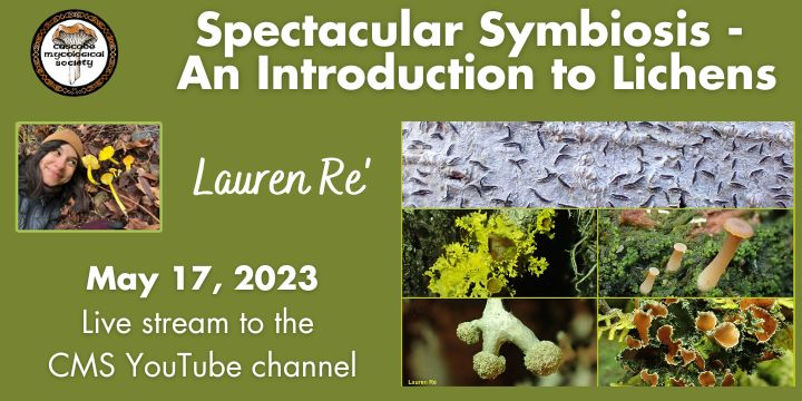 Curious about lichens? 🍃 Join us for a captivating talk by Lauren Re' on lichen biology, morphology, and their ecological importance. 🌿 Live stream on May 17, 7:00 pm. Open to all! Set a reminder: [youtube.com/channel/UCejf9…] #Lichens #Mycology #NatureTalk