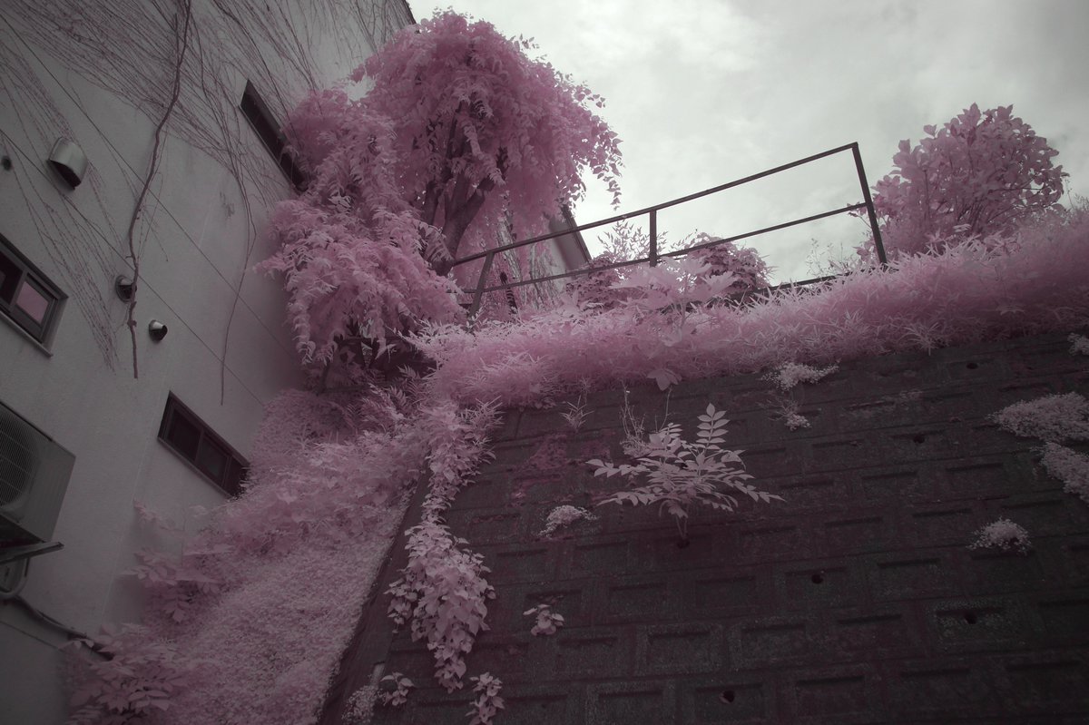 'world in pink'  

#SEL20mmF28 #infrared #ir #infrared_images #infraredphotographer #infraredphotography #赤外線写真 #赤外線 #Kの赤外写真