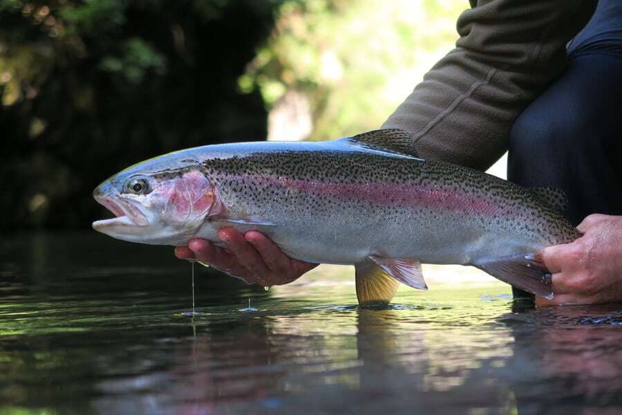 Best Times &amp; Seasons to Fish in Washington (Complete Guide)