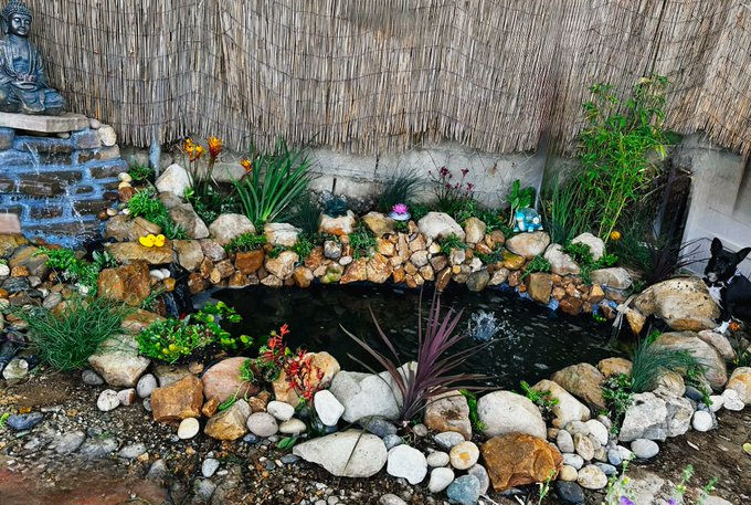 Okay so now the fish are in and the koi pond is officially done. The 1st (and last) pond I built myself