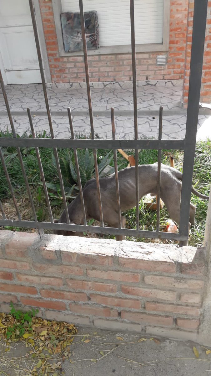 VICCCHUGHES's tweet photo. Mañana voy a denunciar al dueñx, quisiera pedir ayuda en compartir para ver como rescatar este perro https://t.co/fnm50jnzSa
