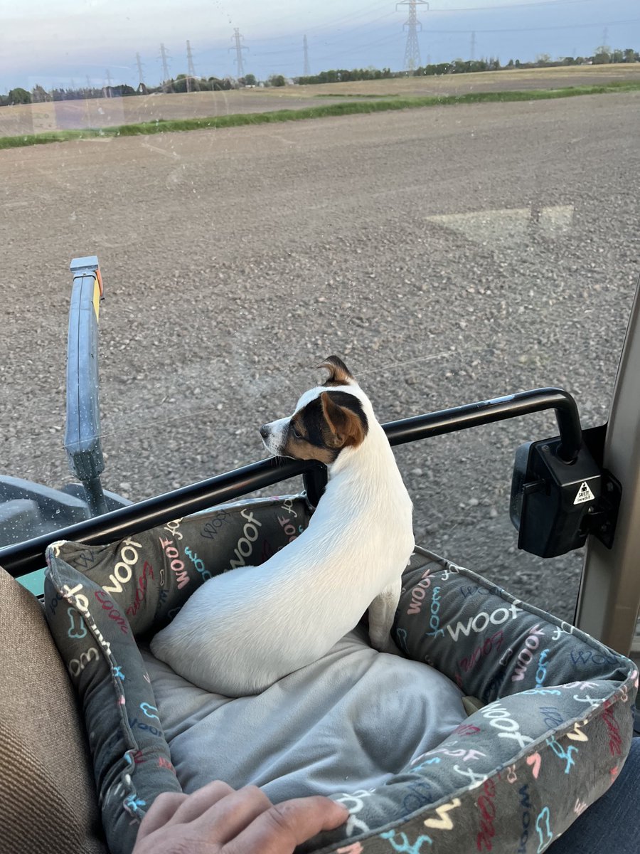 Dan_Foster_'s tweet image. Leroy is just doin ⁦@JohnDeere⁩ tractor dog things. #jackrussell #firstspring