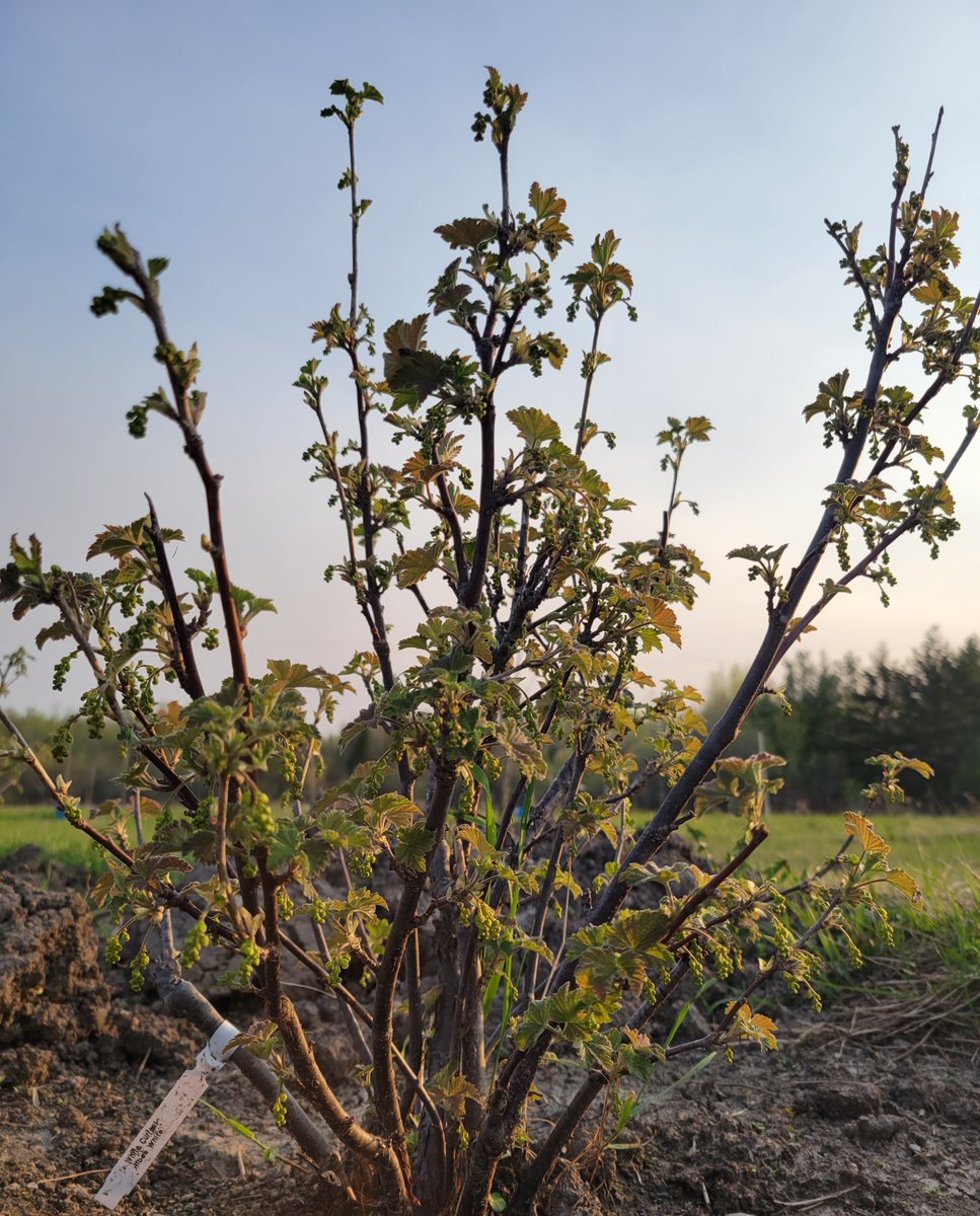 #currants come in a variety of colors and reach their full maturity around 4 years! #Flowers bloom on year old stems, joined together on #strigs to give the plant a #laceliketexture. They require a #chillingperiod and are #coldhardy, making them great for our #northernclimates!