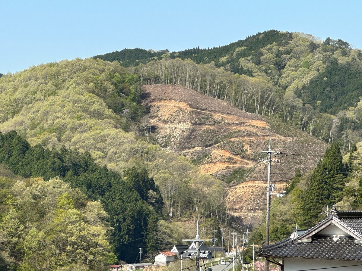 MORI NFT🌳 tweet media