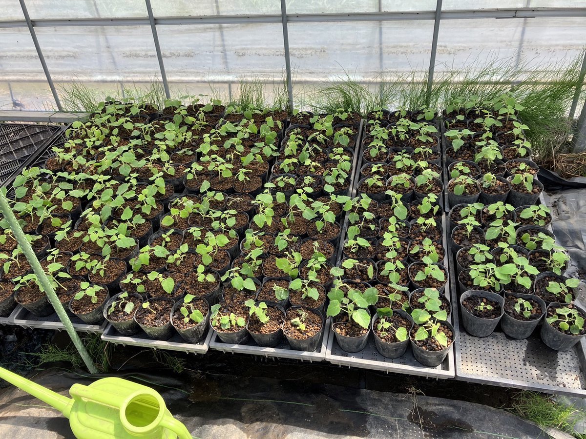 MORI NFT🌳 tweet media