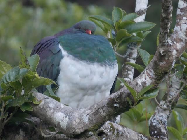 thinking about fat ass new zealand wood pigeons again