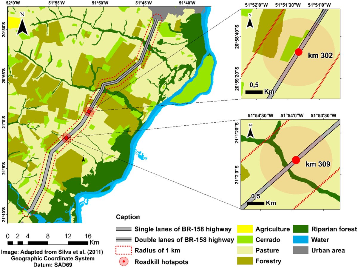 A new study in #AustralEcoloy highlights the role of landscape characteristics in guiding conservation efforts and highway planning. @WileyEcolEvol @EcolSocAus 
#RoadEcology #WildlifeConservation Authored by @Elisa05175317. bit.ly/3pD5u9A