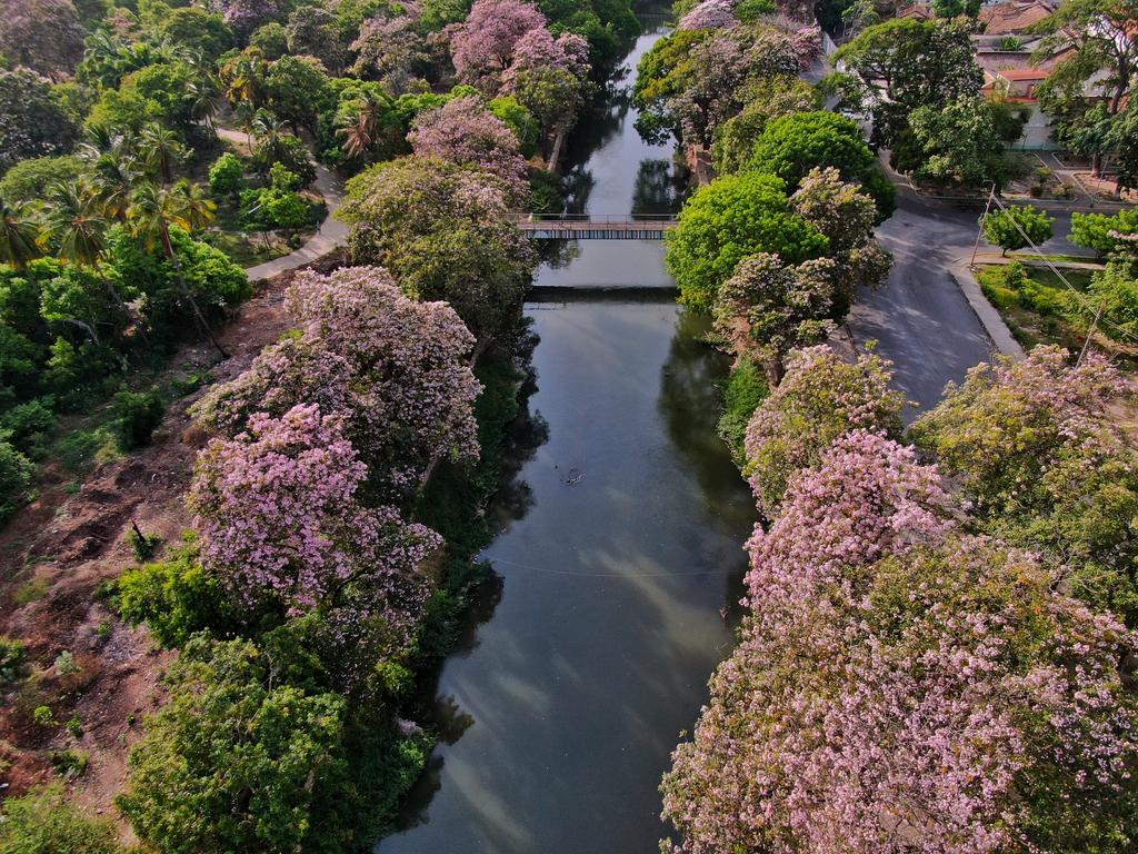 tineophoto's tweet photo. Foto que me pidieron en estos días, los apamates floreados de #Cumaná a orillas del Rio Manzanares https://t.co/LiPdVQtSzV