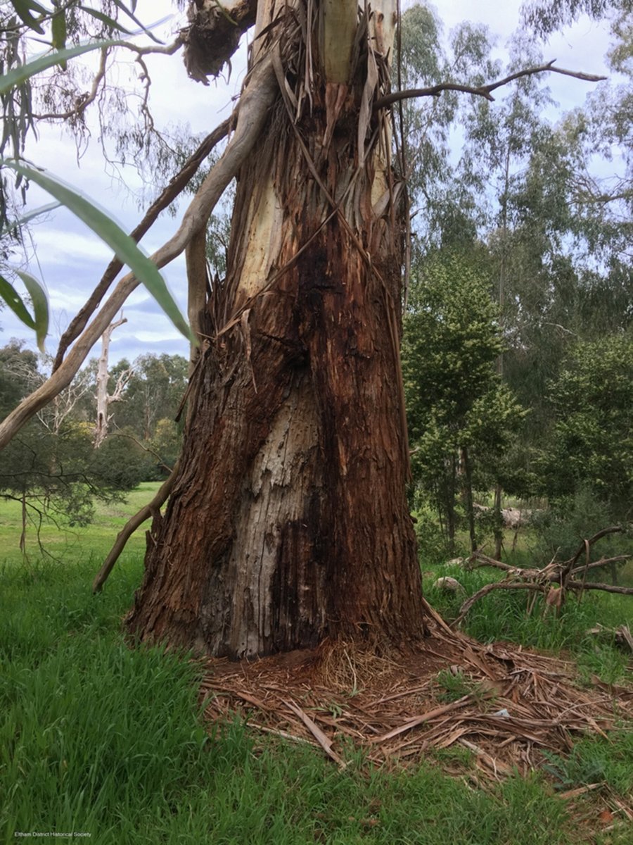 Lea todo sobre los árboles más altos y más grandes (por circunferencia) de Australia en #AustralEcology. @WileyEcolEvol @EcolSocAus 
@LTecology
bit.ly/3ZTVp4I