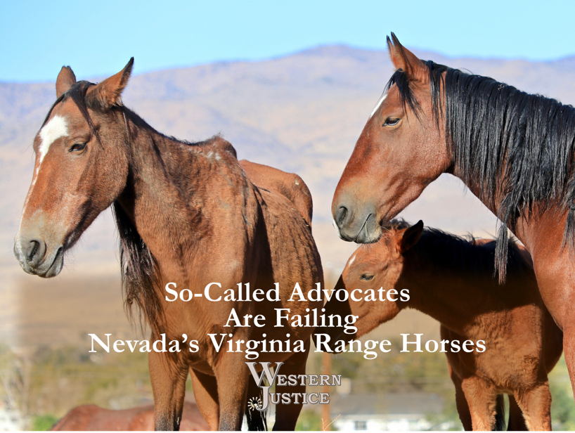 RuralAmericaIA's tweet photo. So-called #WildHorse advocates are failing the Virginia Range #Horses of #Nevada and destroying the desert #ecosystem.  
Find out what's going on:  https://t.co/kvgWyb3jV1
#animalwelfare #factsmatter #lovedtodeath #AmericanWildHorseCampaign #environment #animalhealth https://t.co/n0AbDFWVg6
