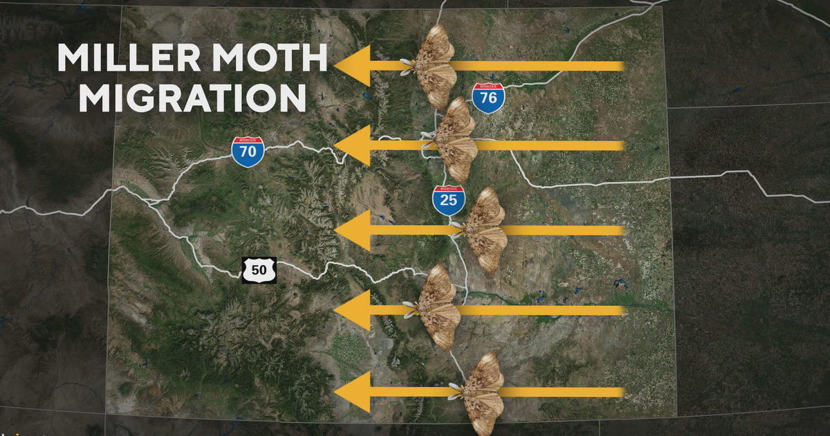 CBSNewsColorado's tweet photo. It's miller moth season in Colorado: Here's everything you need to know about the harmless and important bugs https://t.co/XNLnfbNR68 https://t.co/VbX3FSn6e5