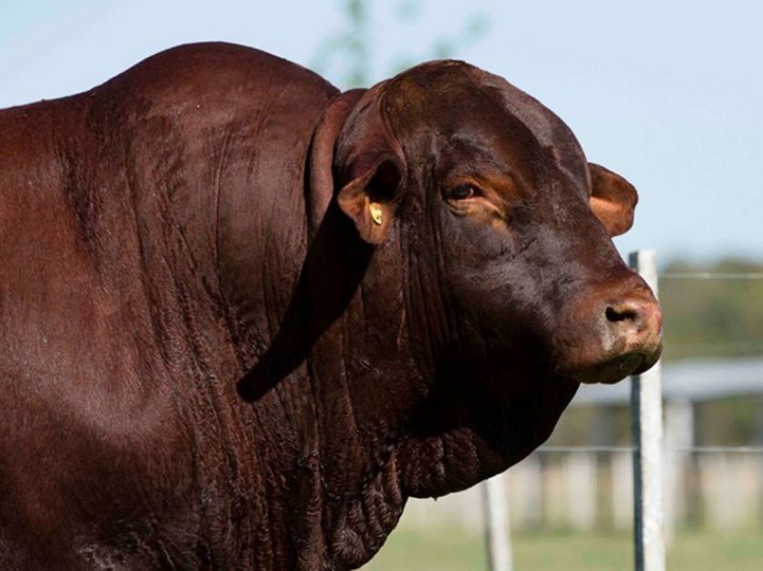 razasdelmundo's tweet photo. #Agrodatos || ¿Cuáles son las mejores razas de ganado para engorde?  - Angus. -Simmental.  -Beefmaster. -Santa Gertrudis.  -Charolais. https://t.co/UEZs4gJ6rn