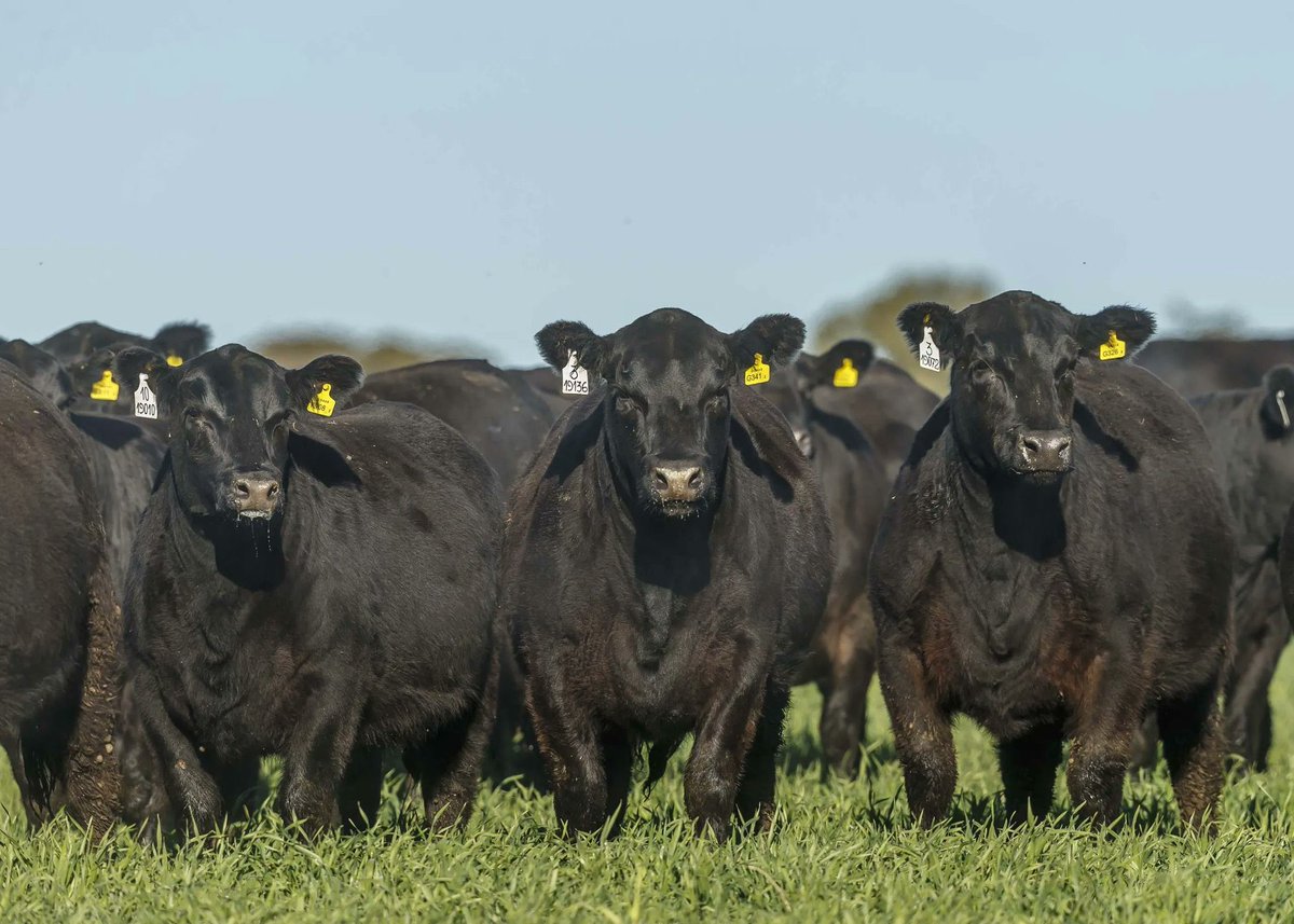 razasdelmundo's tweet photo. #Agrodatos || ¿Cuáles son las mejores razas de ganado para engorde?  - Angus. -Simmental.  -Beefmaster. -Santa Gertrudis.  -Charolais. https://t.co/UEZs4gJ6rn
