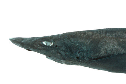 "‘A Bit Spooky’: The New Shark Species With Bright, White Eyes"  via NYT ift.tt/Y9EUP83  #Science #NYT