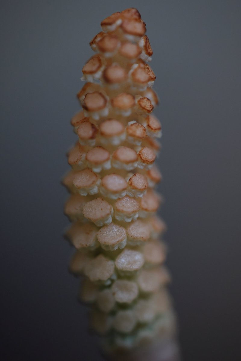 Horsetail