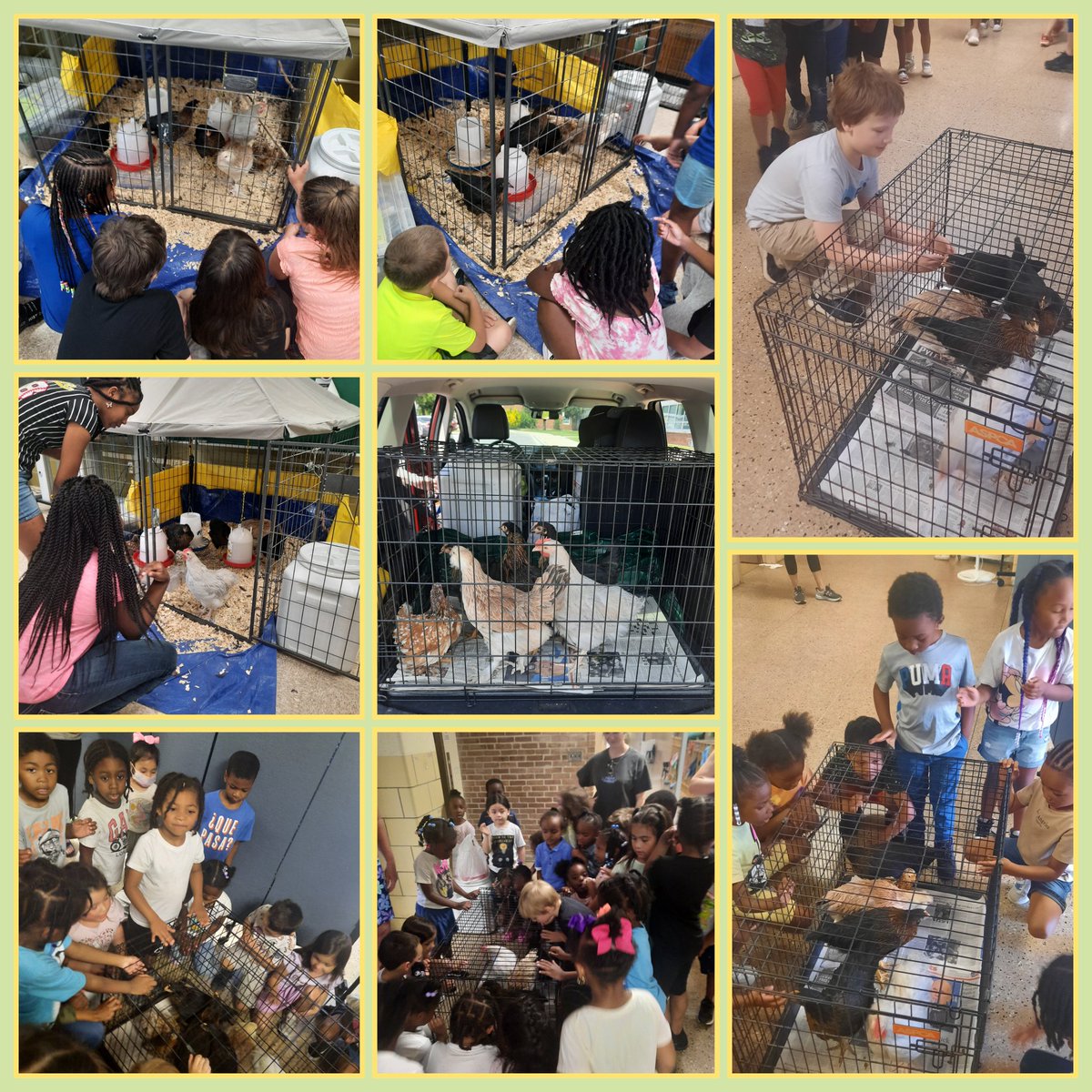 Ms. Schnell STEM (@msschnell_stem) on Twitter photo Today was very quiet in The STEM room as the chickens have left for the farm. Friday, Ss came by to say their good-byes; PreK gathered around the chicken cage to "wish the chickens well." Thank you <a href="/JudyCtrHES/">JudyCenter@Hawthorne</a> for giving our Ss this wonderful learning experience <a href="/GIS_Cromwell/">Eric Cromwell</a> Today was very quiet in The STEM room as the chickens have left for the farm. Friday, Ss came by to say their good-byes; PreK gathered around the chicken cage to "wish the chickens well." Thank you <a href="/JudyCtrHES/">JudyCenter@Hawthorne</a> for giving our Ss this wonderful learning experience <a href="/GIS_Cromwell/">Eric Cromwell</a>