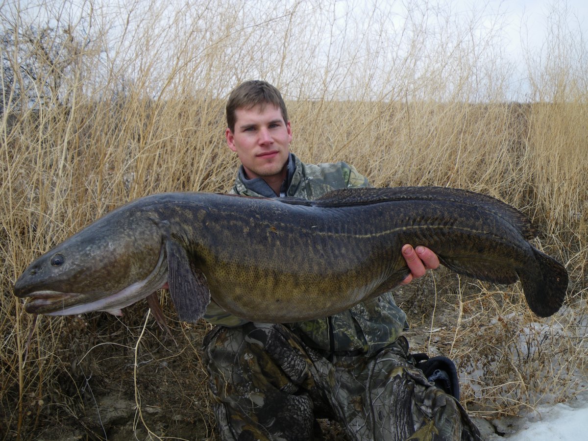 Sean Konrad was fishing Lake Diefenbaker in Saskatchewan, Canada on 3/27/10 when he landed this 11.40-kilogram (25-pound, 2-ounce) burbot. This record burbot struck a herring and was landed after a 20-min fight, setting the IGFA All-Tackle World Record for the species.