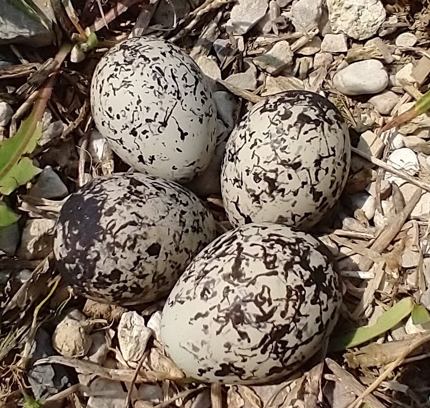 Watch out for the beauty eggs of the goofiest bird in town... the beloved #killdeer. Found on the edge of a gravel laneway near you! Interesting colouring.
