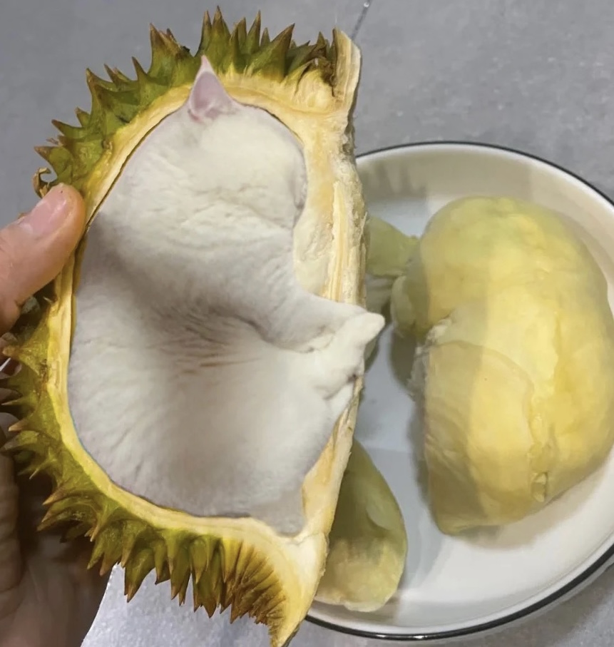 REAL Musang King Durian🤣🤣