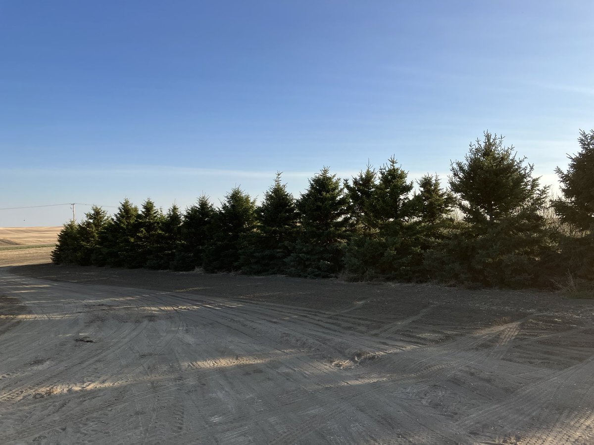 Beets73's tweet image. TREES need a new HOME. Expanding our yard, these 2004 planted spruce trees aren’t in the plans. About 15ish ft tall and gorgeous. Maybe getting a bit big to move but if anyone is interested in RTM trees DM me.