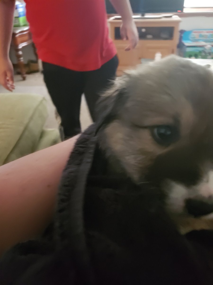 So we got a puppy floof today, his name is Wolfy lol