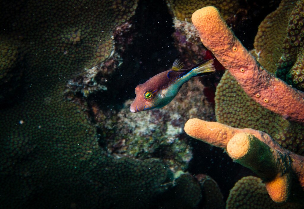 A Sharpnose Puffer (Canthigaster rostrata) swims past coral on Calabas Reef near Kralendijk, Bonaire, May 15, 2023.

#sharpnosepuffer #puffer #calabasreef #reef #reeflife #scubadiving #diviflamingo #bonaire #bonairediving #underwaterphotography #sealife … instagr.am/p/CsSStsirvwW/