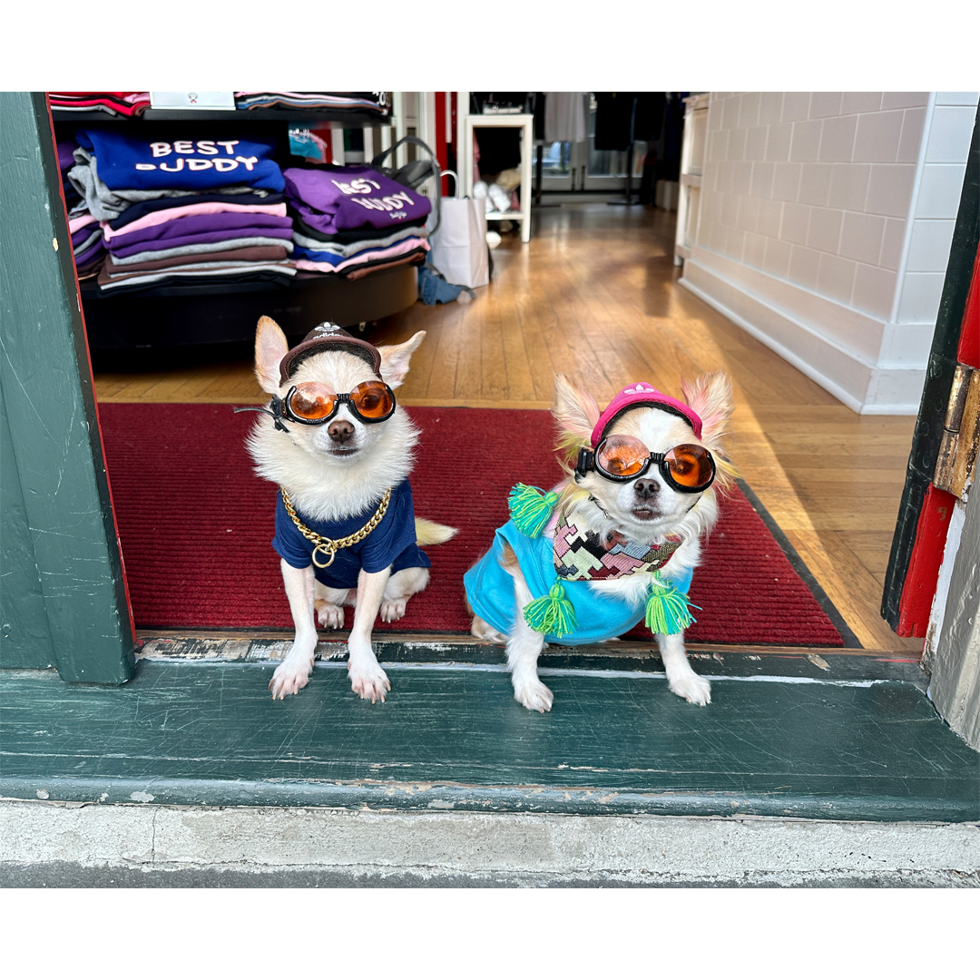 BeauTylerCo's tweet photo. #BeauTyler #FriendsofBeau #MinnieCooper #NEWPORT #NewportRI #dogsoftwitter #LaughLoveLick https://t.co/sJwoolRTRg