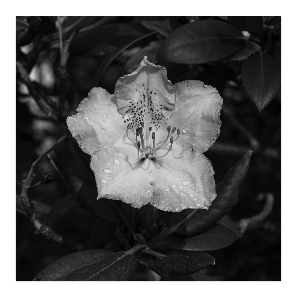 Briefly checking in on the first of the rhododendrons after this morning's rain now the flowers are opening. I'll probably post another shot when the riot of colour is in full swing.
______

#today #todayis #diary #calendar #photooftheday #lockdownprojec… instagr.am/p/CsSPzydKwxe/