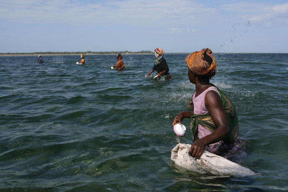 Stanford Center for Ocean Solutions (@oceansolutions) on Twitter photo Women are critical to fisheries value chains, yet their roles are often overlooked.
Lead scientist <a href="/oceansolutions/">Stanford Center for Ocean Solutions</a> #ColetteWabnitz & team are working to change that. New fact sheets highlight hope in 8 countries for strengthening gender equity ⤵️
📸 Adaoma Wosu, 📍 Mozambique Women are critical to fisheries value chains, yet their roles are often overlooked.
Lead scientist <a href="/oceansolutions/">Stanford Center for Ocean Solutions</a> #ColetteWabnitz & team are working to change that. New fact sheets highlight hope in 8 countries for strengthening gender equity ⤵️
📸 Adaoma Wosu, 📍 Mozambique