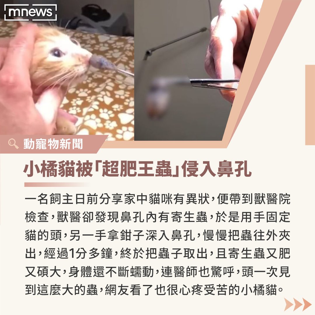 鼻孔這麼小卻拉出這麼大的蟲，可憐的貓貓受苦了இдஇ （圖片來源／翻攝kankokunews） －