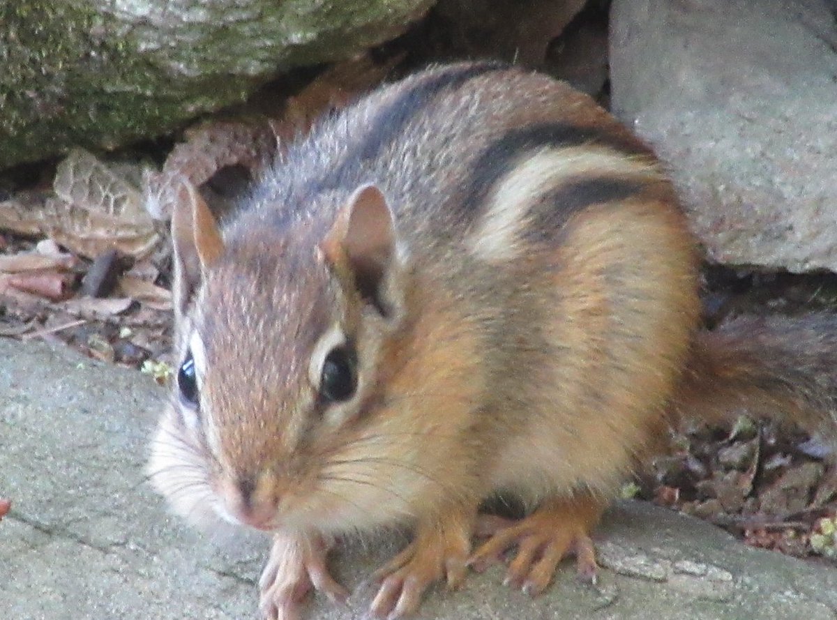 Safigirl17's tweet photo. First baby chipmunk sighting of the year!
#EasternChipmunk #ChipmunkScrolling https://t.co/qadiCrwU9K