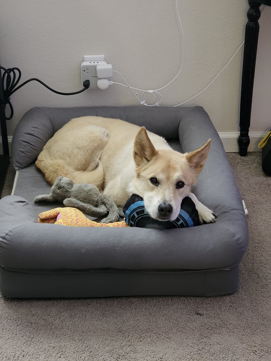 I saw that the oldest dog in the world just turned 31. I'm thinking we are going to shoot for 18 years over here. My cute buddy turns 12 in July and I'm convinced he will live FOREVER.