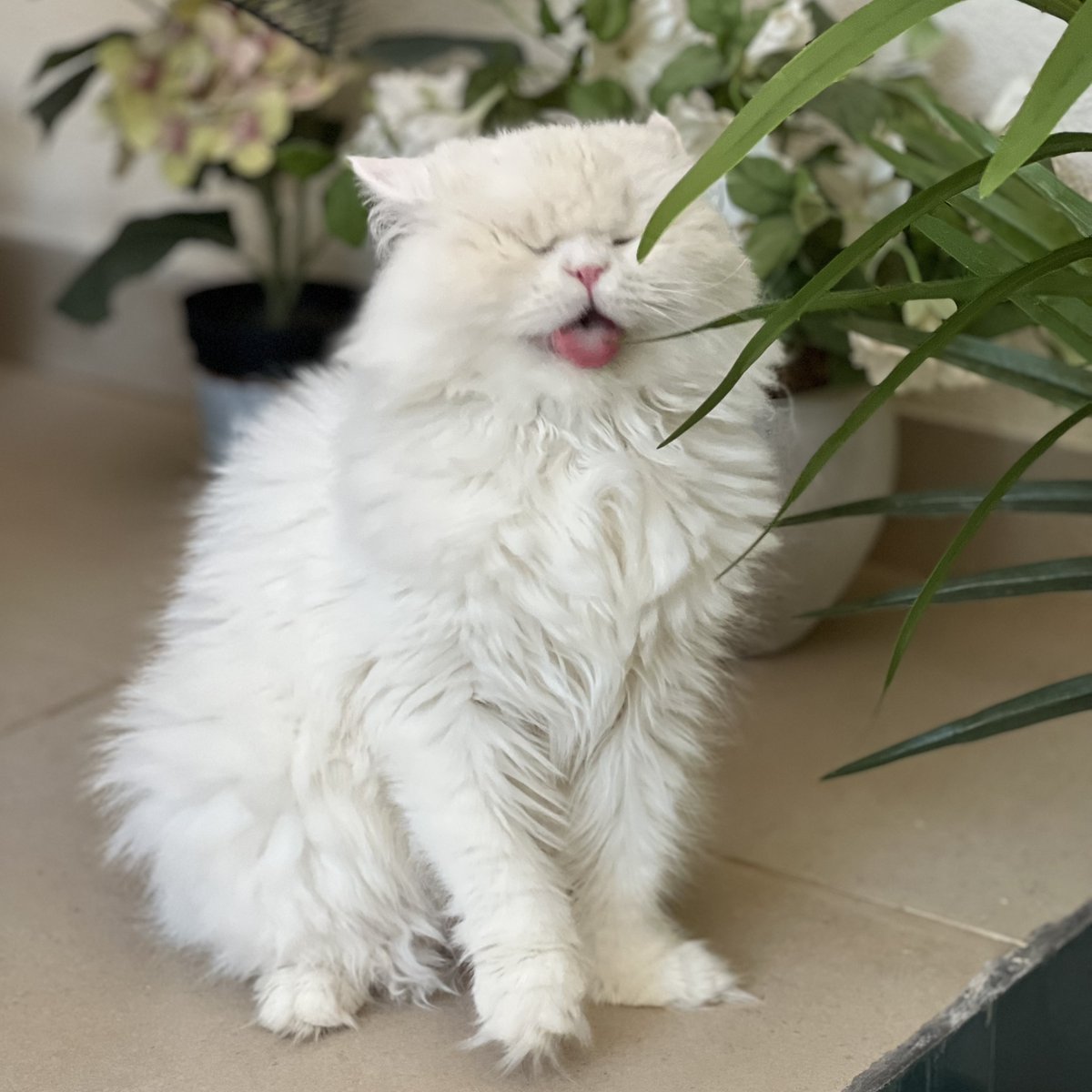 Moet the Blind Cat tweet media