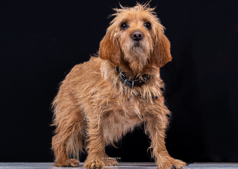 Diane est arrivée sur le refuge, car son propriétaire est malheureusement décédé. Cette petite mamie recherche un panier retraite pour y couler ses beaux jours
C'est une chienne très attachante qui à besoin de ... En savoir plus : la-spa.fr/app/animal/dia… #LaVieQuilsMéritent