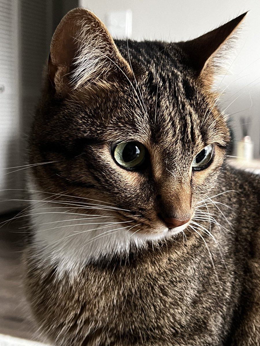 MJandSpud's tweet photo. Spud’s California cousins #catcousin #cats #CatsOfTwitter #kittycat https://t.co/edjsPUen36