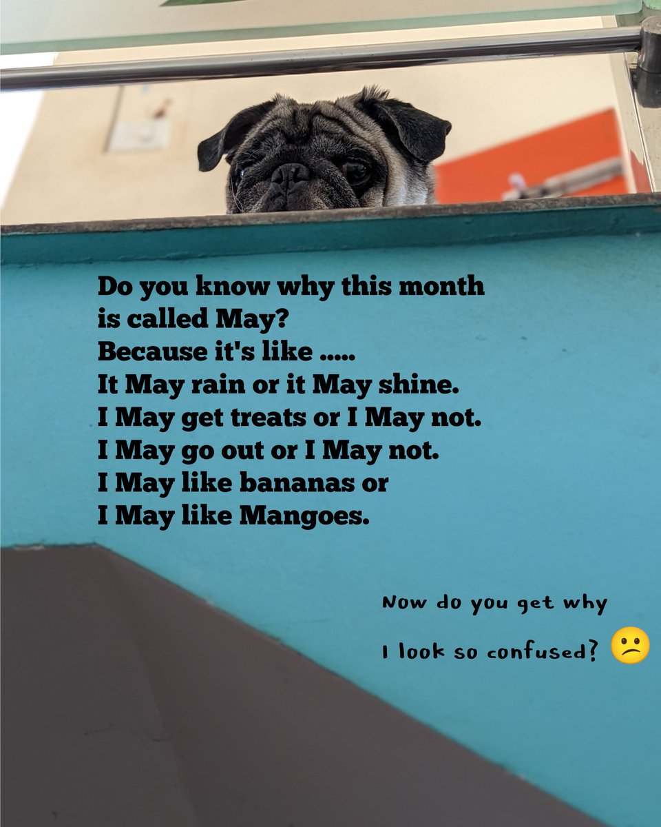 Why is the month of May named May?

#dogthoughts #dogmemes #petmemes #puglife #pugdogs #Pugazh #puglover #pugphotos