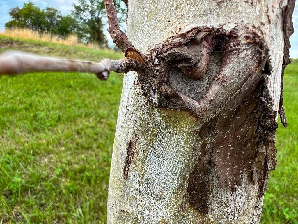 I found a heart on Mothers Day. I was so honored and pleased. That is until the resident crawled up to say, I should move along to other trees. . . . . . . #mistydawnseidel #missourinature #missourinaturelovers #missourinaturephotographer #heartsinnature… instagr.am/p/CsSUPw2sdFW/