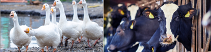 Animals_EFSA's tweet photo. Read Read! Just out! Scientific opinions on #Animalwelfare of #Ducks #Geese &amp; #Quail &amp; #DairyCows via    #Animals4EU   👉 https://t.co/p3norvq5Xh &amp; 👉 https://t.co/sKzvuYRrqE  via   @EFSA_EU https://t.co/J824dpSKxU