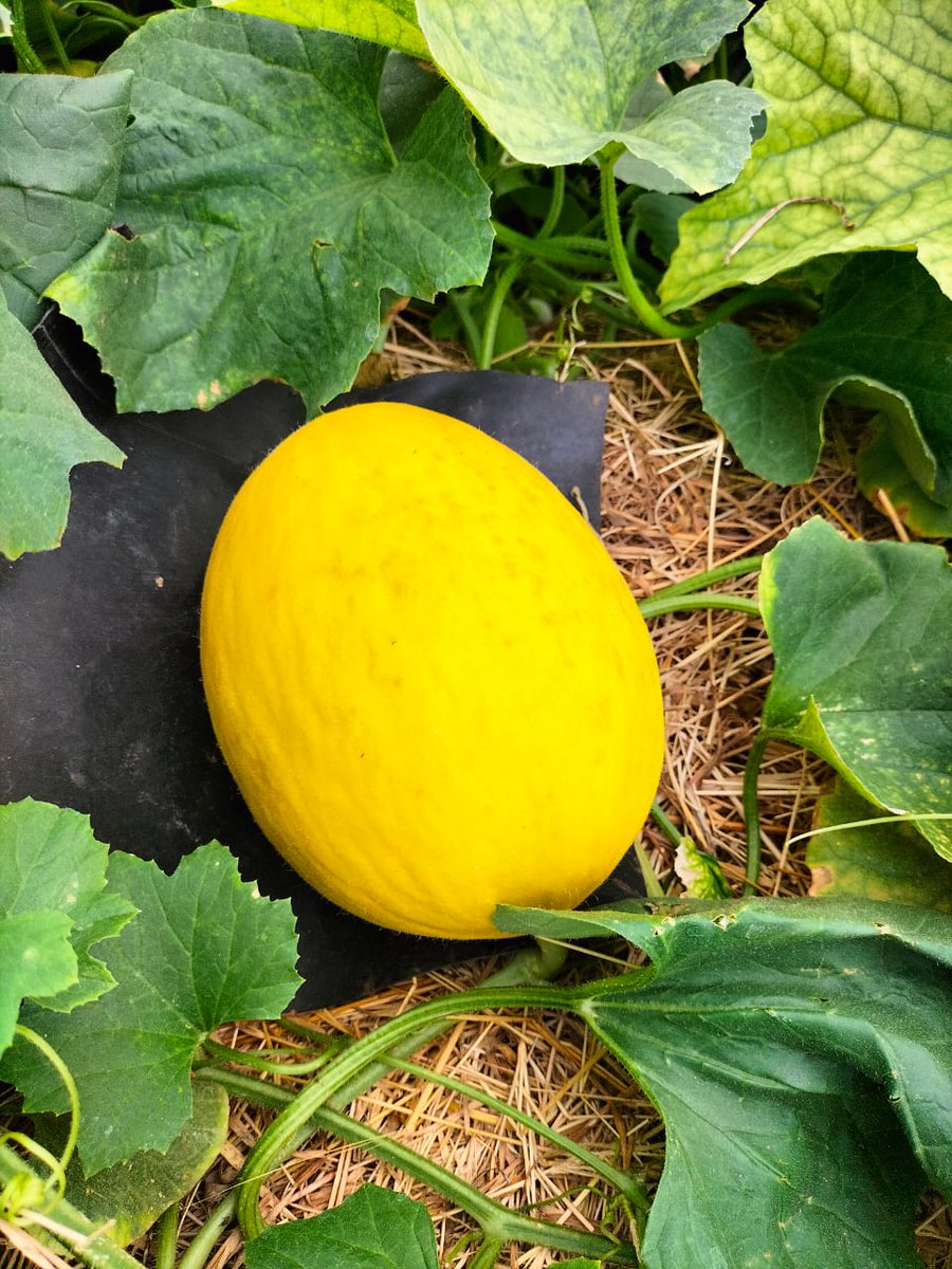 HGTKenya's tweet photo. If you are a farmer interested in adding Gladial R Z F1 into your farm contact us at 0797673230 or visit us at our offices. 
#gladialrzf1
#hollandgreentechkenya 
#rijkzwaan 
#sweetmelon
#Horticulture 
#kenyaagriculture 
#melonfarming https://t.co/9VsBfm7c0R