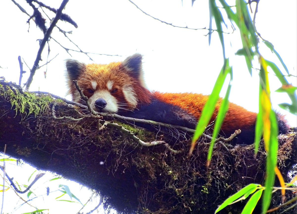 Panda naps.

#RedPanda #MammalWatching #WildNepal #RedPandas #Nepal