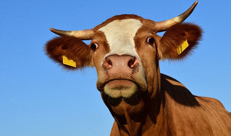 World?s Greatest Thinkers Gather to Discuss the Future of Meat. #foody #smoothie #vegan bit.ly/2wv93zl