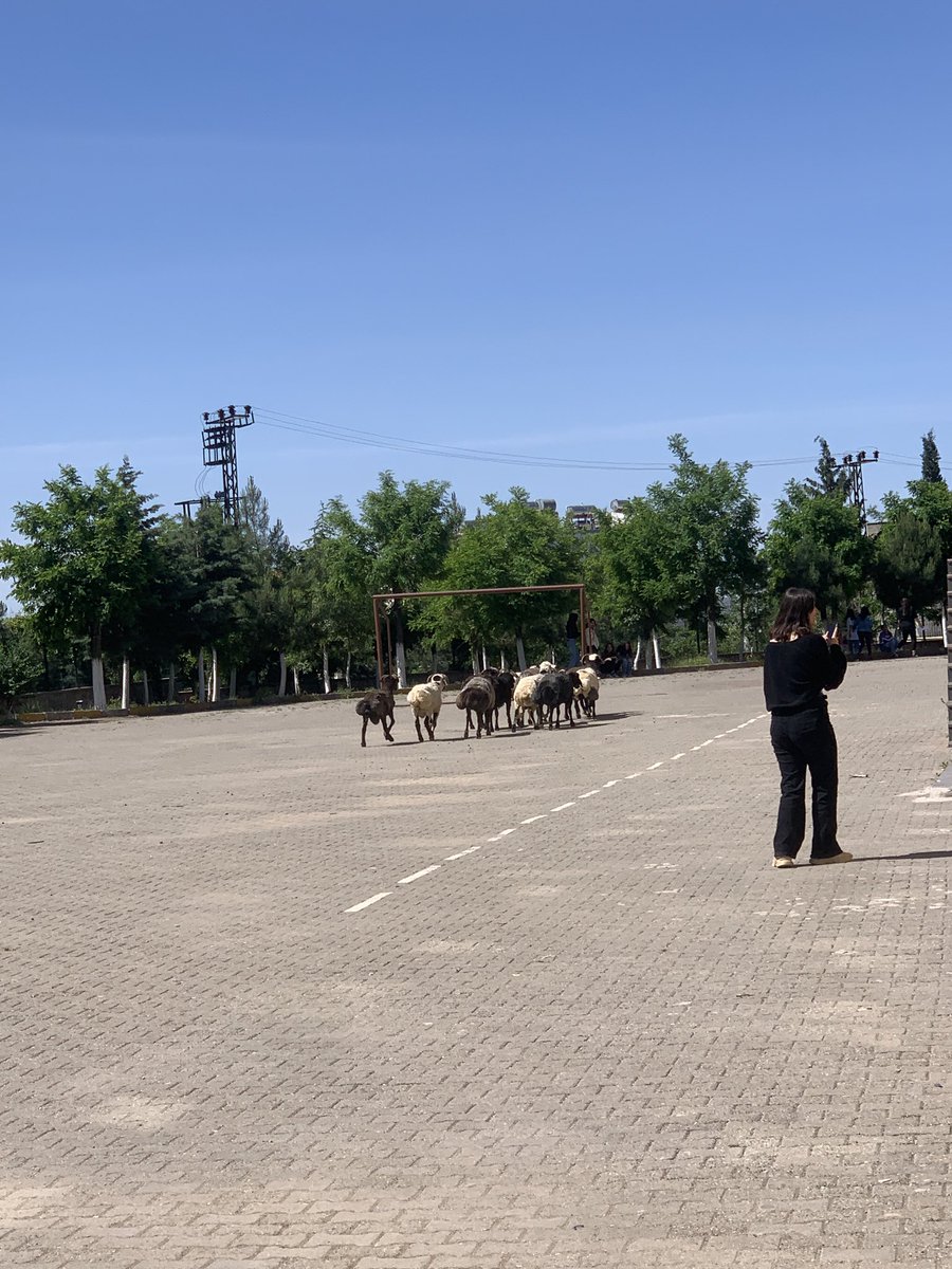 Koyunlar okulu bastı 😅