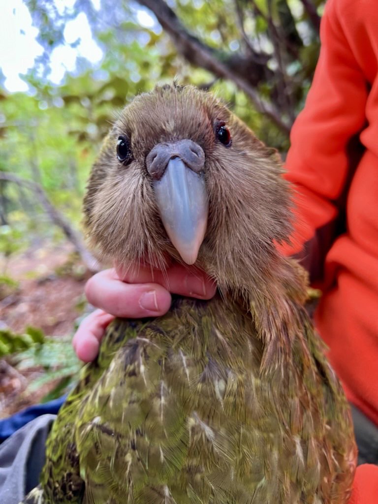 takapodigs's tweet photo. A quick trip to Whenua Hou yesterday to (among other things) check on some #kakapo which were displaying slightly unusual activity behaviour on our remote monitoring system. Fortunately we were able to give them a clean bill of health. #conservation  #parrots https://t.co/Z3Em8aUFFe