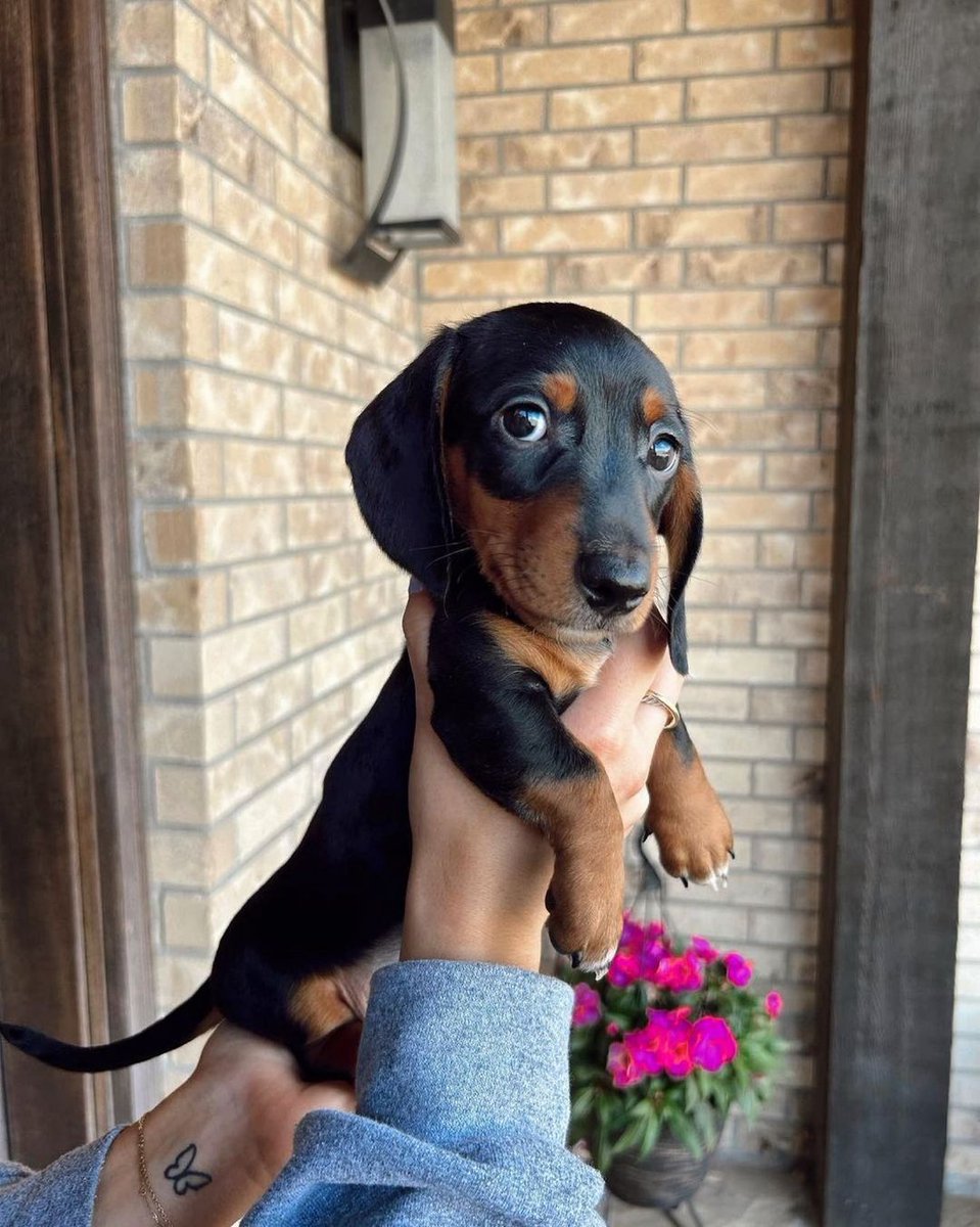 Alyssa_Anna19's tweet photo. #dachshund #dachshundsotwitter #dachshundlove #dachshundpuppy #dachshundoftheday #miniaturedachshund #minidachshund #dachshunds #dachshundappreciation #dachshundlife #dachshundsonly #dachshund_love #dachshunddaily #dachshund_world #Dachshund #Dachshunds https://t.co/bPByNy1MjY