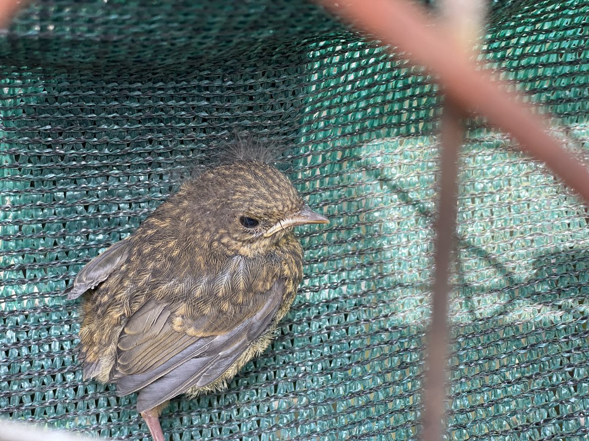 Harry24Winfield's tweet photo. @UlleyRanger Currently my first thought when I hear ragged robin 😂 https://t.co/7wRYolxHzI
