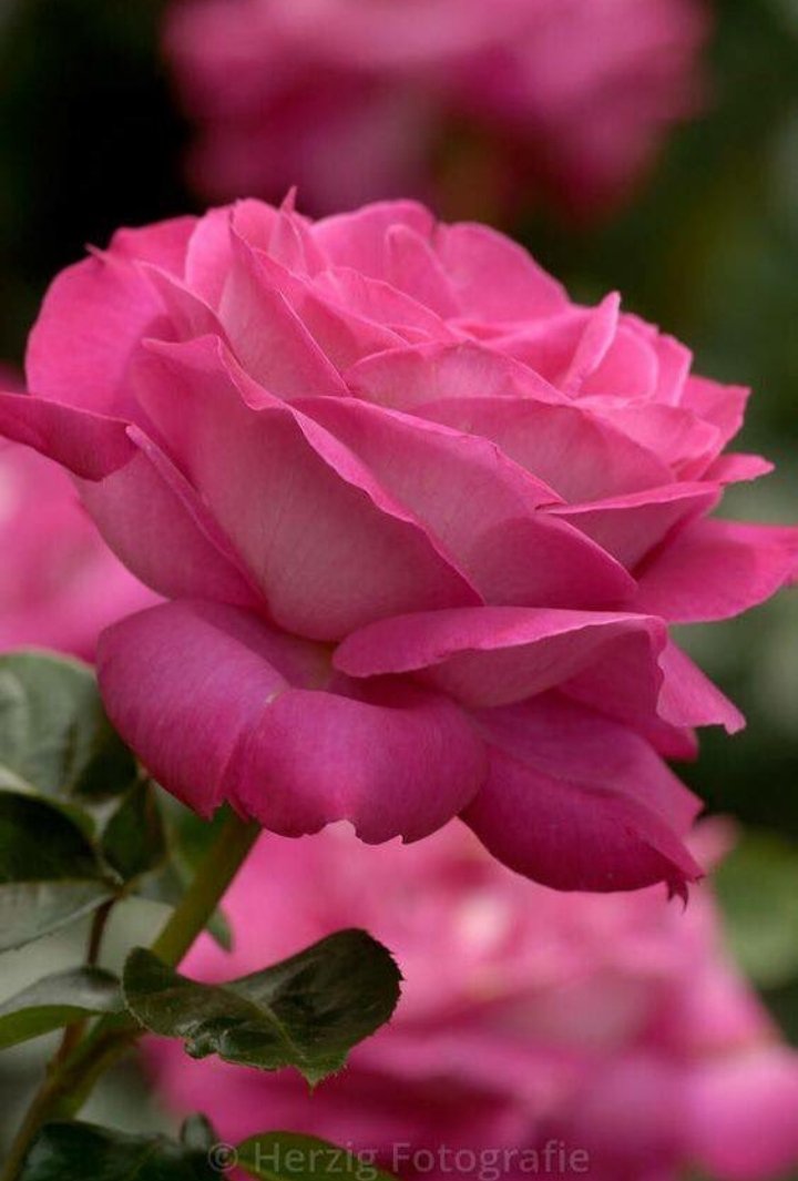 Saffron606's tweet photo. #PinkRoses ~ #Roses ~ #Flowers https://t.co/abvkmgQlte