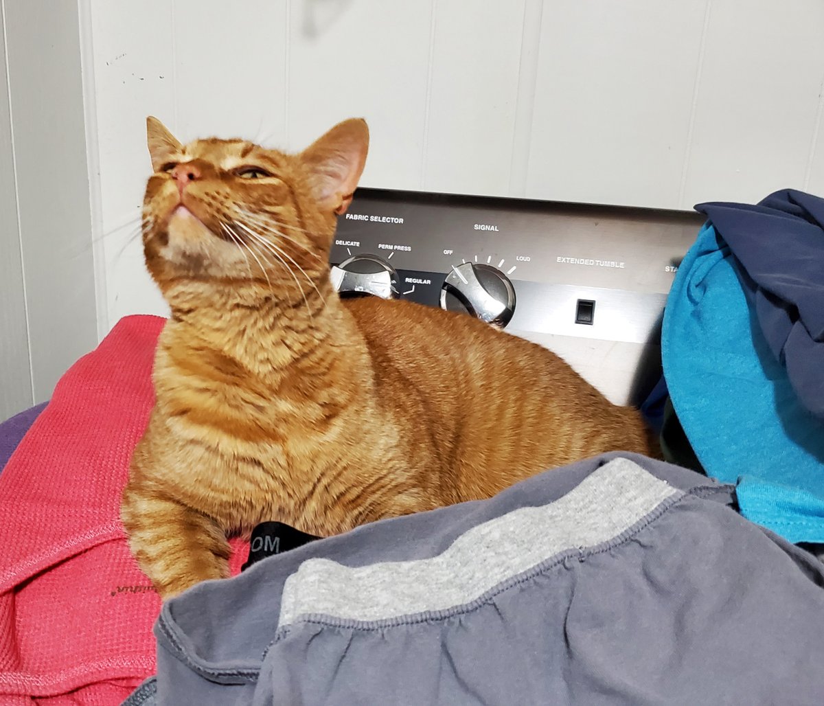 freedomfeens's tweet photo. Borts gonna bort
#Cat #WarmLaundry
#CellPhonePix https://t.co/TBpZCKtvhK