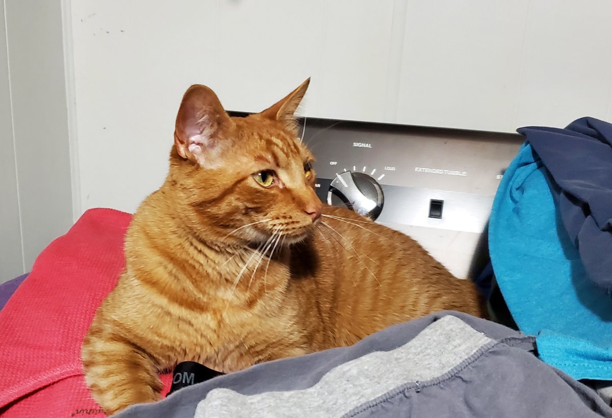 freedomfeens's tweet photo. Borts gonna bort
#Cat #WarmLaundry
#CellPhonePix https://t.co/TBpZCKtvhK