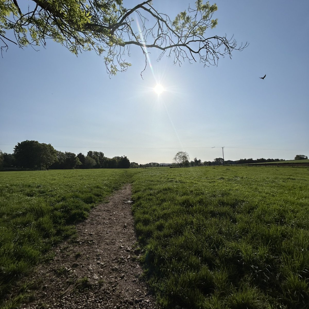 gingerfig's tweet photo. Morning!
#recentview and #currentview 😊

Trying to start each day with a little local walk - what a day for it today ☀️

How are you all?? https://t.co/R2xx4U9LTl
